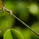 Damsel